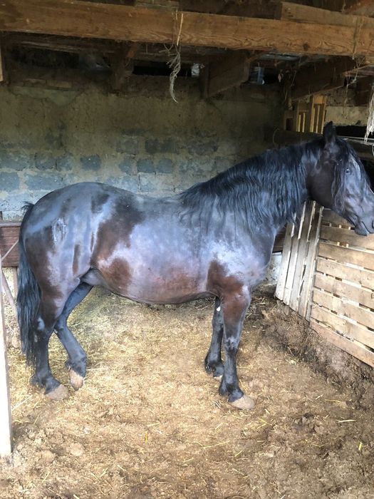 Продам жеребчика