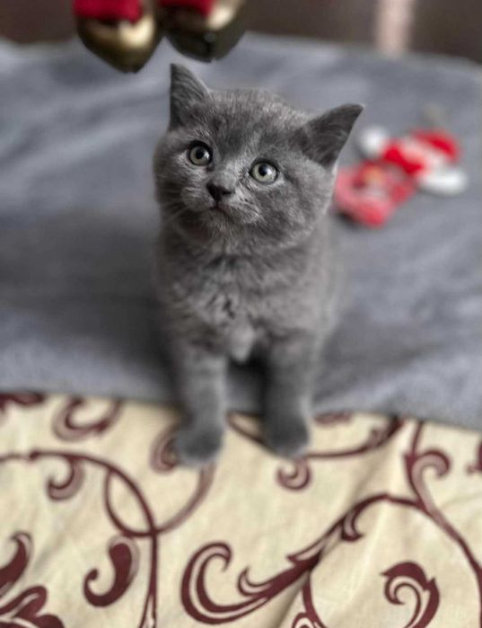 British shorthair metish