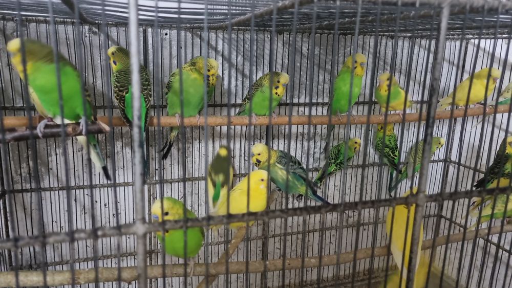 De vânzare diferite feluri de papagali si hamsteri pitici