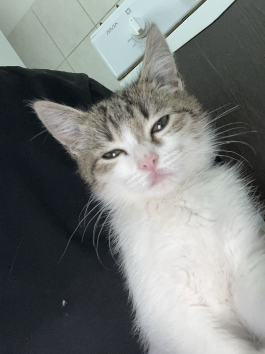 котёнок бесплатно