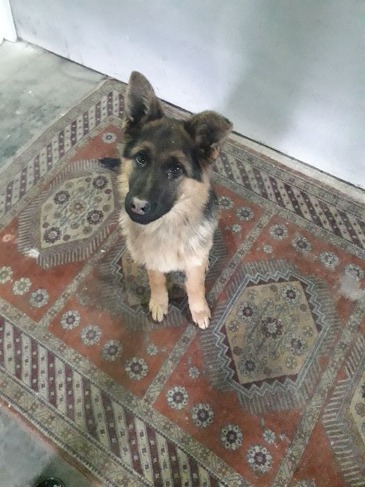 В продаже немецкая овчарка.