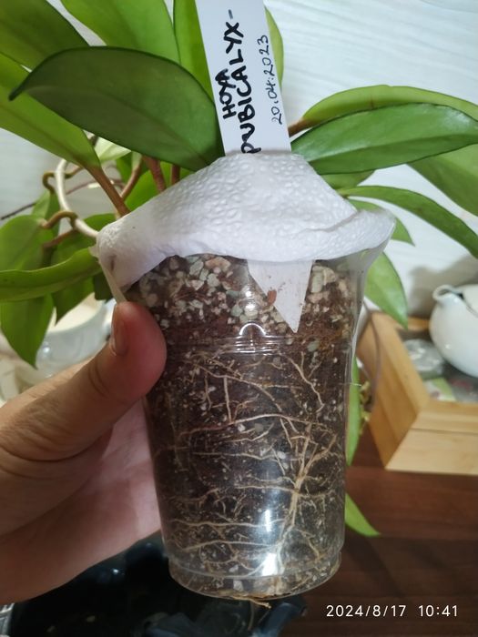 Хоя восъчно цвете Red Button