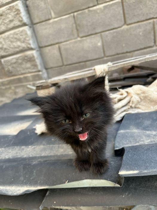 Кошки/котята/домашние животные