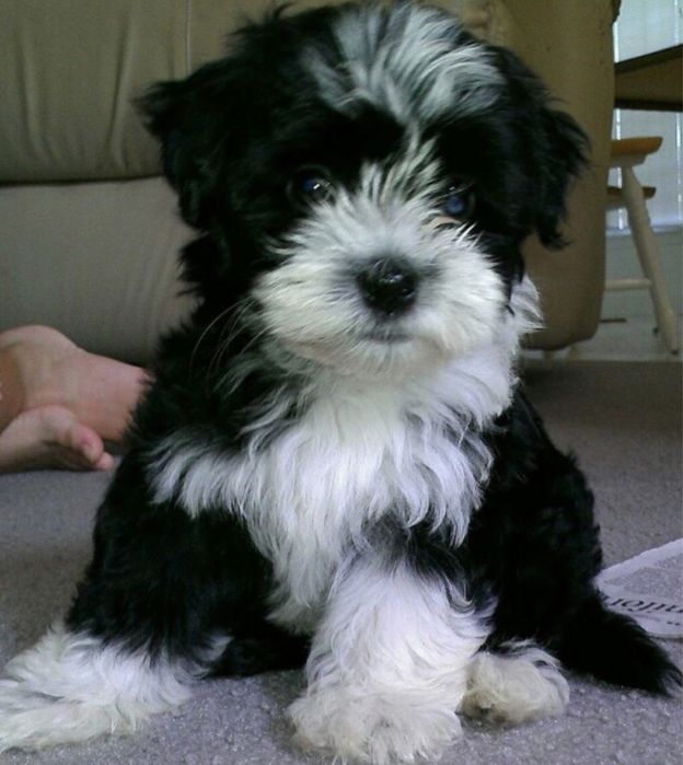 Bichon havanez baiat