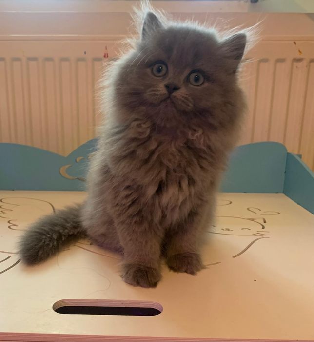 Băiețel British Longhair blue