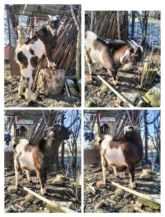 Vând țap Rasă: metis (Carpatină × Alpină / Anglo-Nubian)