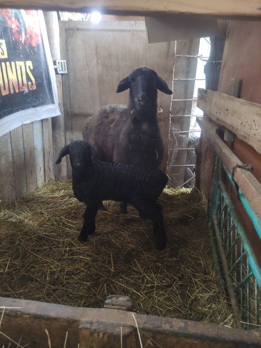 Продаются бараны