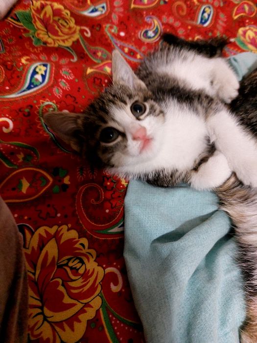 Отдам котенка в хорошие руки