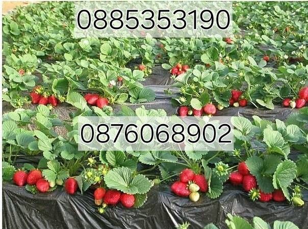 разсад ягоди и малини