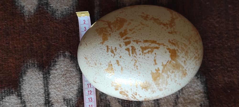 Позлатено Щраусово яйце