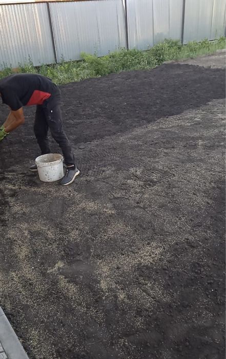 Газон, посевной газон