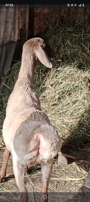 Арашан Ярочка 9 месяцев