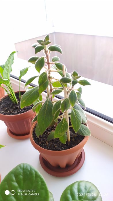 Продам комнатные цветы