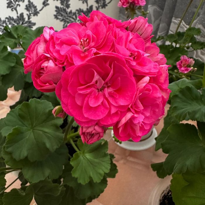 Продам комнатные цветы