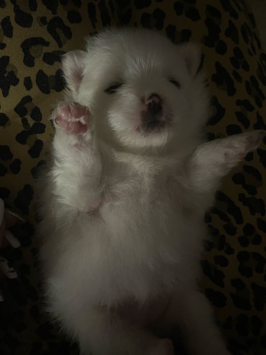 Малыши шпица в резерв