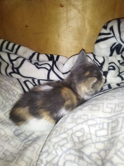 Отдам котенка в добрые руки