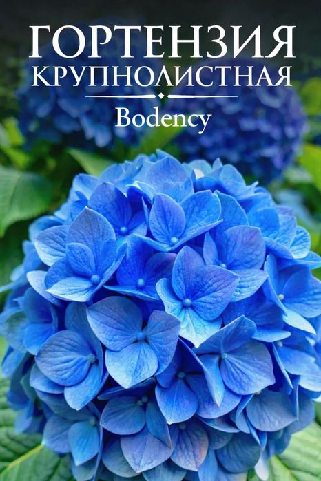 Гортензия Bodency, саженец C1.5л
