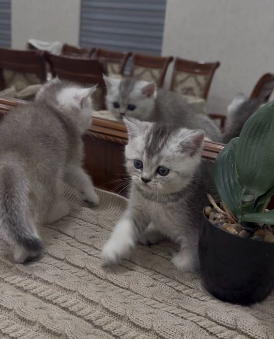 Шиншилла кошка shinshilla mushuk