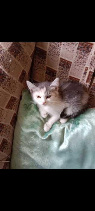 Отдам в добрые руки