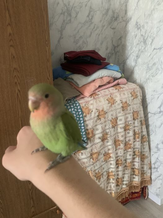 ручной папугай клетка в подарке атырау