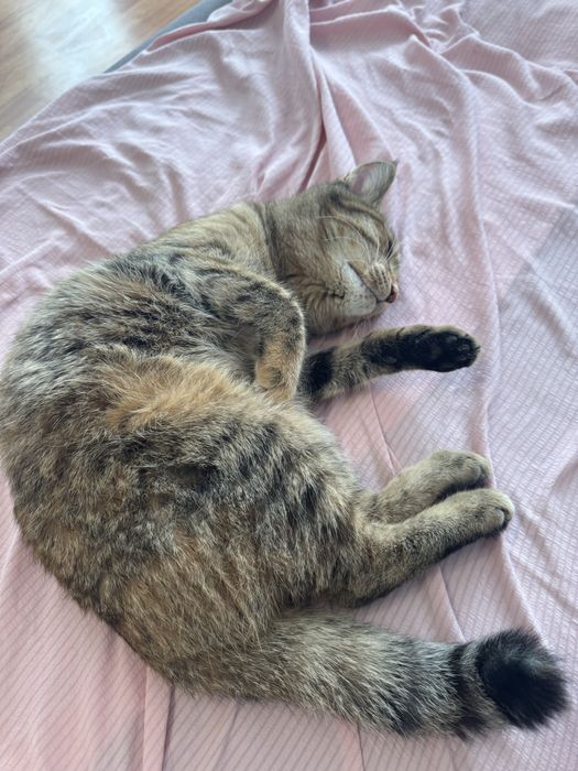 Кошка отдам даром очень хорошая