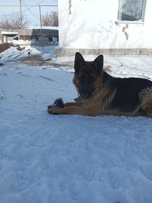Вязка Кобель немецкой овчарки