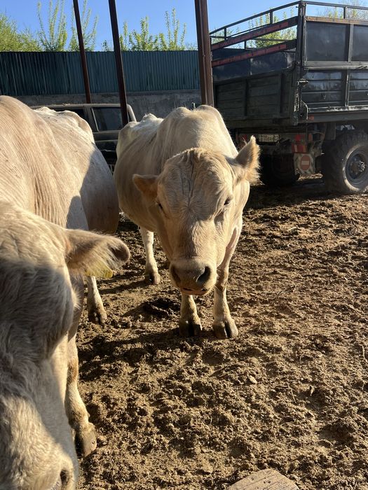 Продам быков!!! Бұқалар сатамын!!!