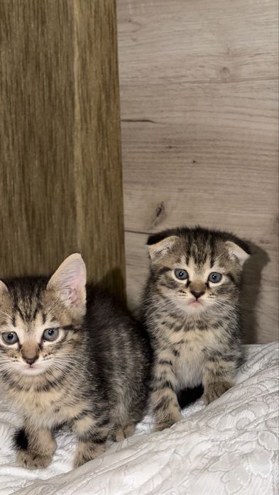 Продаются котята