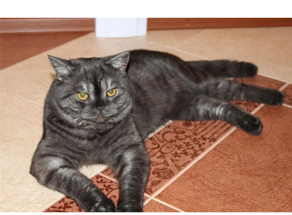 Продам породистых котят