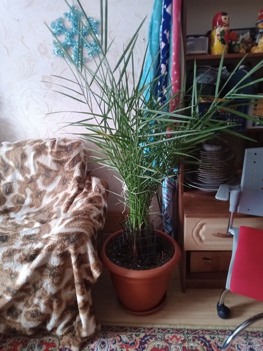 Куст-пальма ФИНИК