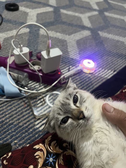 Sotiladi oladihonlar yozin narxi 100.000som