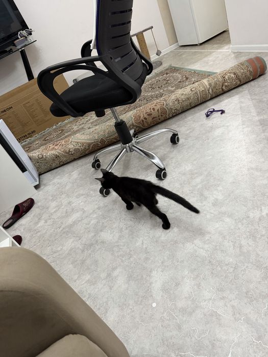 Котенок 2 месяца
