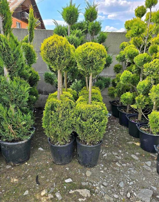 Plante ornamentale ,gazon ,tuia,mesteacan