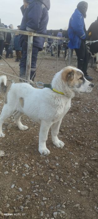 Продажа САО (алабаи)