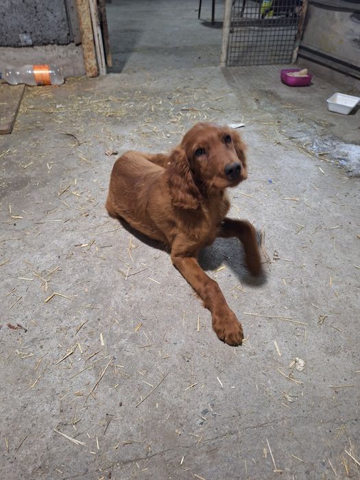 Щенок ирландский сеттер