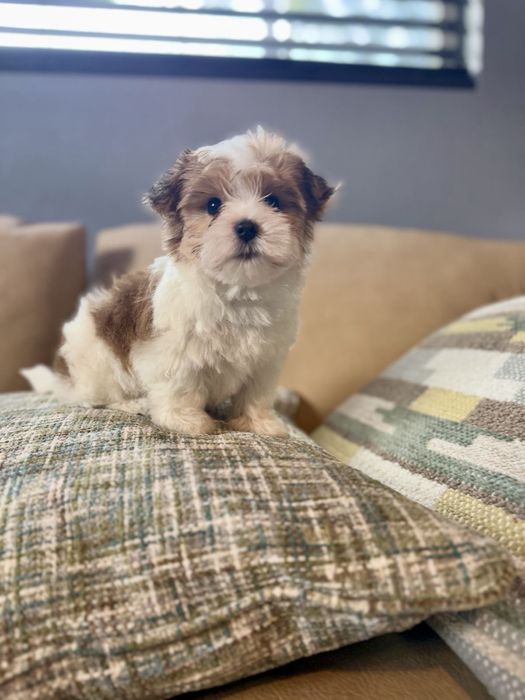 Bichon Havanez - Mini Toy, Mascul / Femela, 8 saptamani, carnet de sanatate