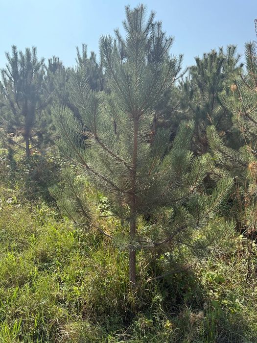 Majjivelnik har xil razmerda