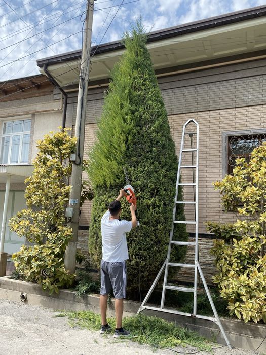 Archa kesish xizmati