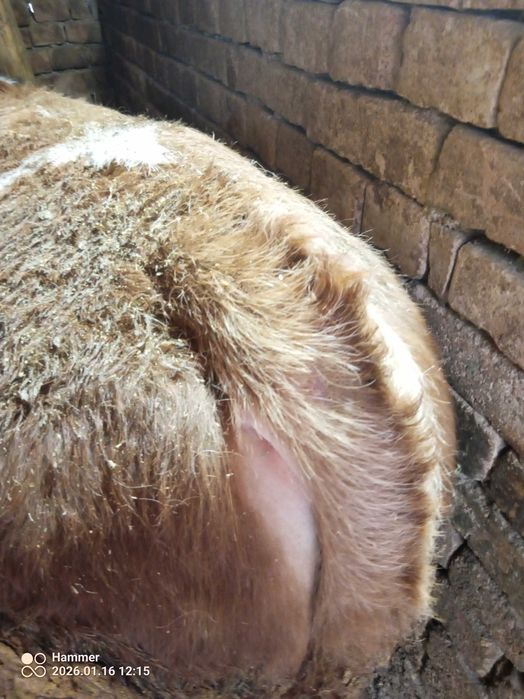 Продавам мъжки телета прода Симентал 7лв кг.