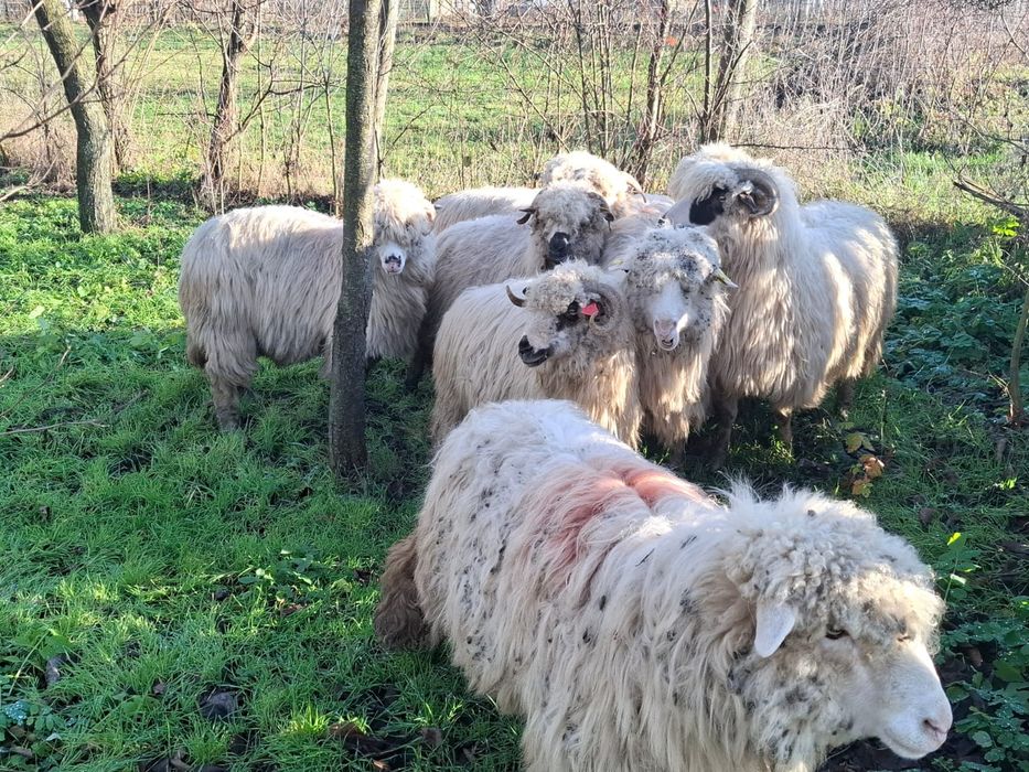 Vând 10 oi țurcane