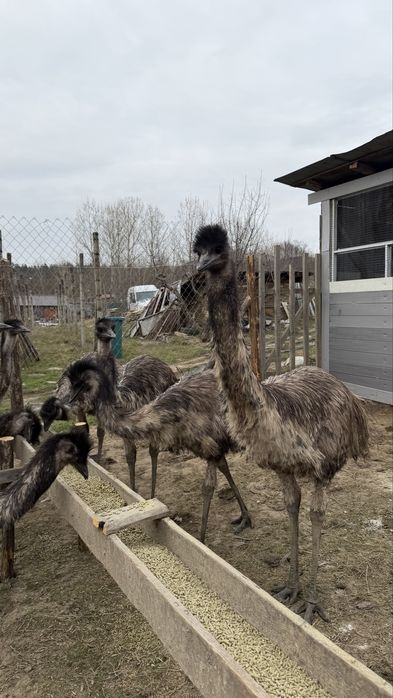 Голямо Ему Миналогодишни