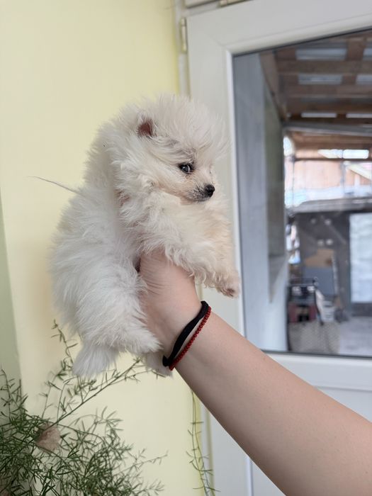 Продават се мини шпиц