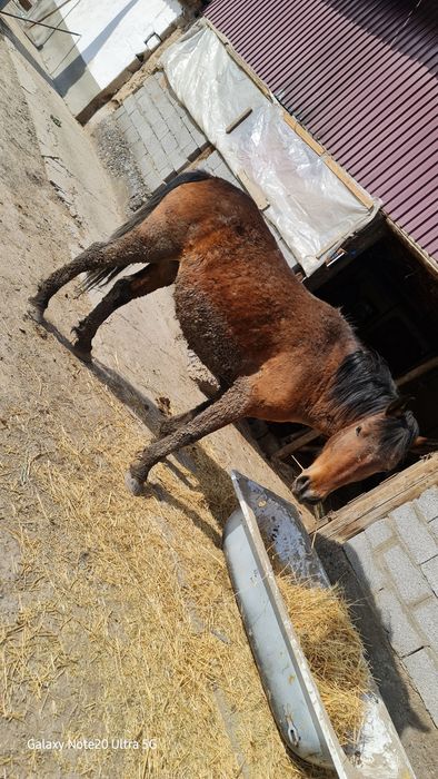 2 бас буаз бие сатылады