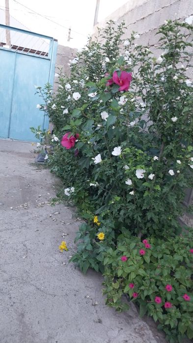 Есік.  Ағаш  Сириянвң роза гүлі