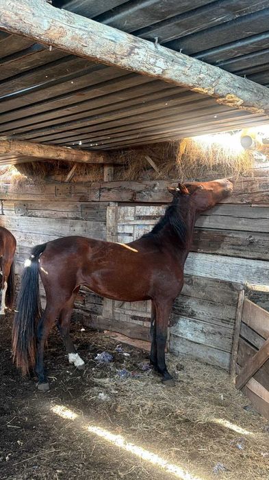 2 байтала на откорме с апреля. Продаю. Торг есть,.