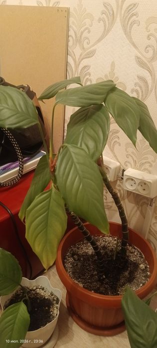 Продам 7 шт цветы в горшках