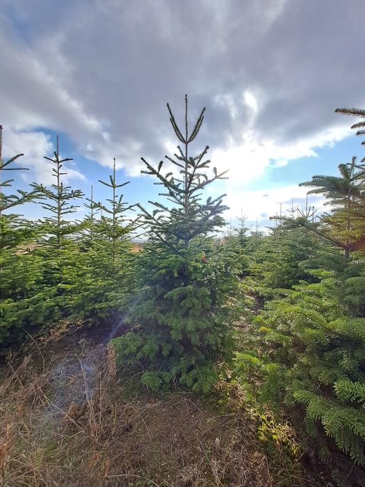 Brazi   Craciun   ABIES Nordmanniana