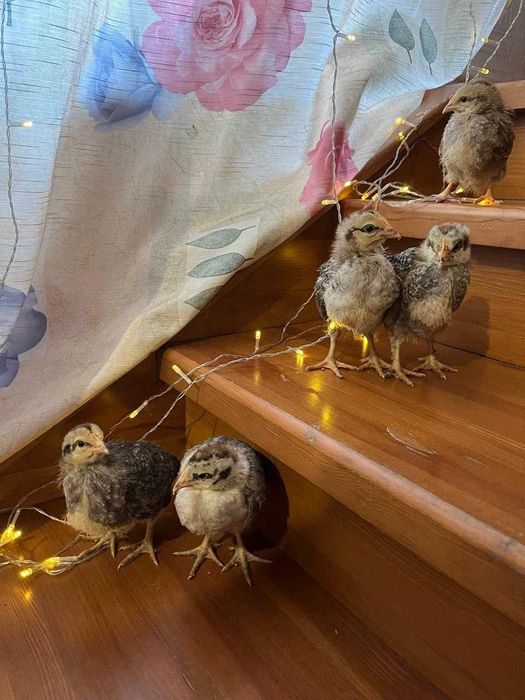 цыплята ,суточные и подрощенные