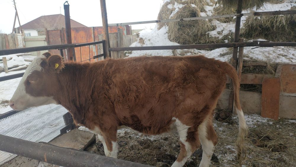 Дөнежін сатылады