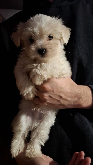 Bichon 2 baietei
